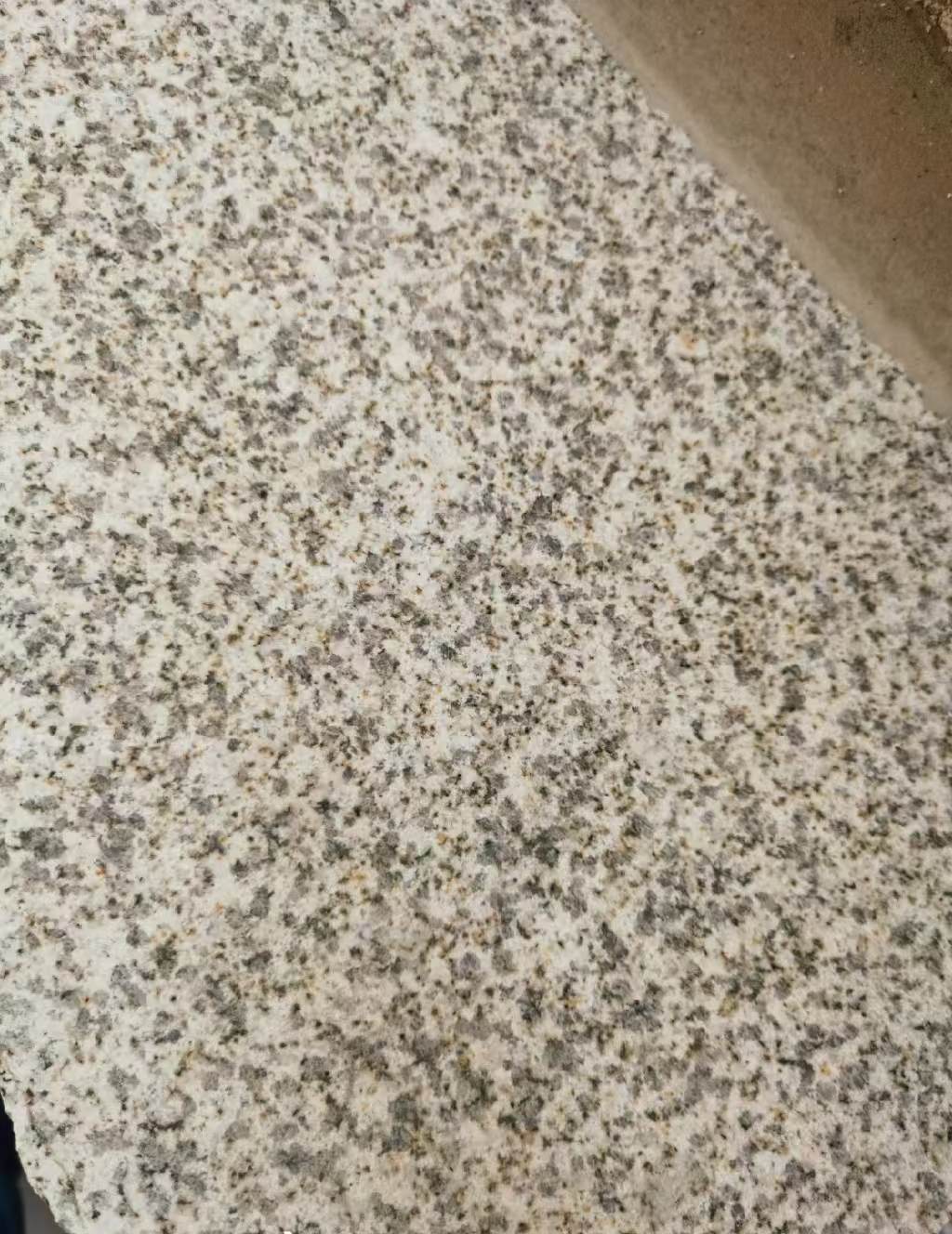 台州 黄金麻中黄光面